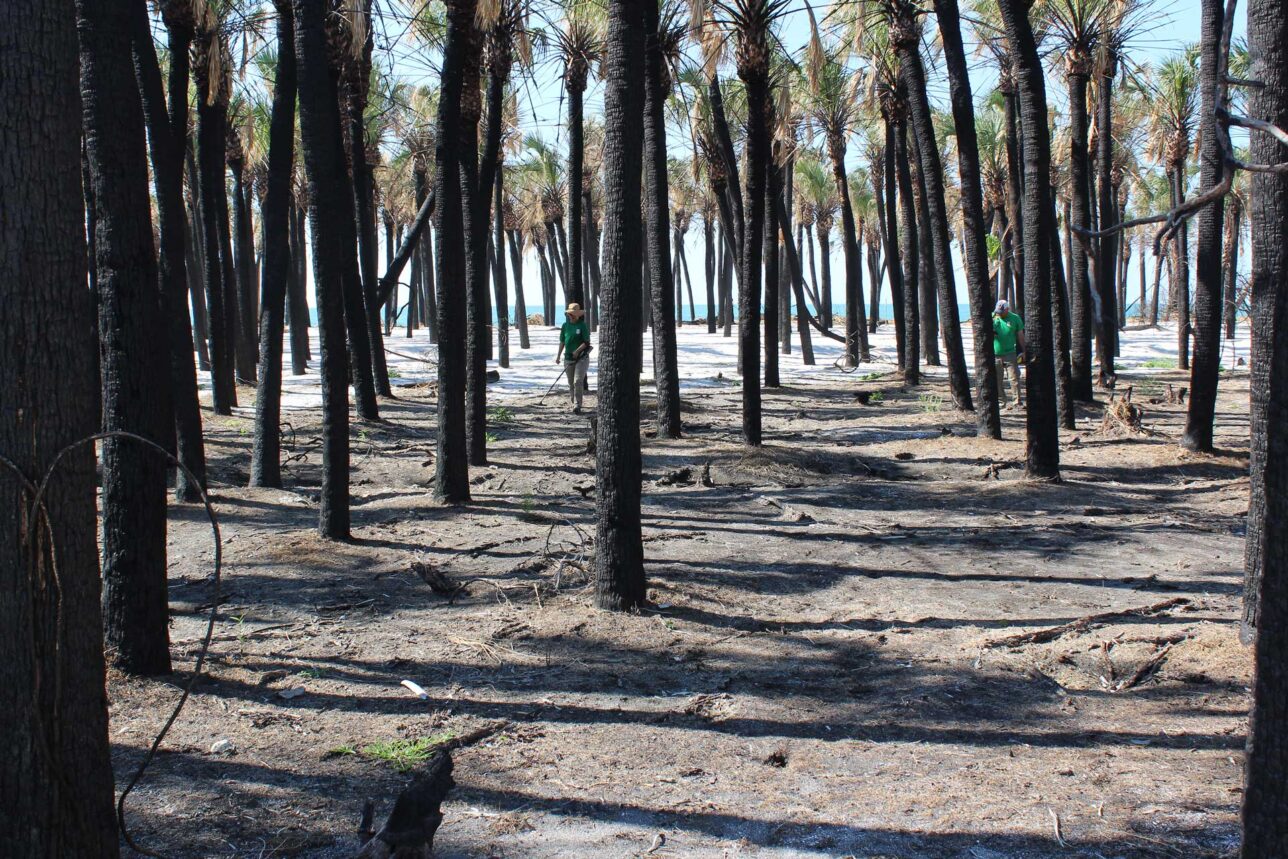 The Tribal Archaeology Section completes a metal detection survey of Egmont Key after it is ravaged by a wildfire. Egmont Key Research Project — Seminole Tribal Historic Preservation Office