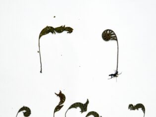 {{brizy_dc_image_alt entityId=