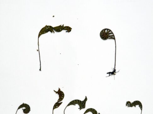 {{brizy_dc_image_alt entityId=