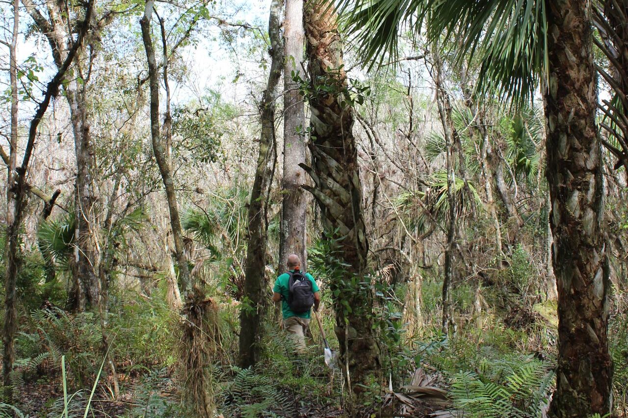 Ben trekking through a hammock to dig his next shovel test. Tree Island Emergence Research Project — Seminole Tribal Historic Preservation Office